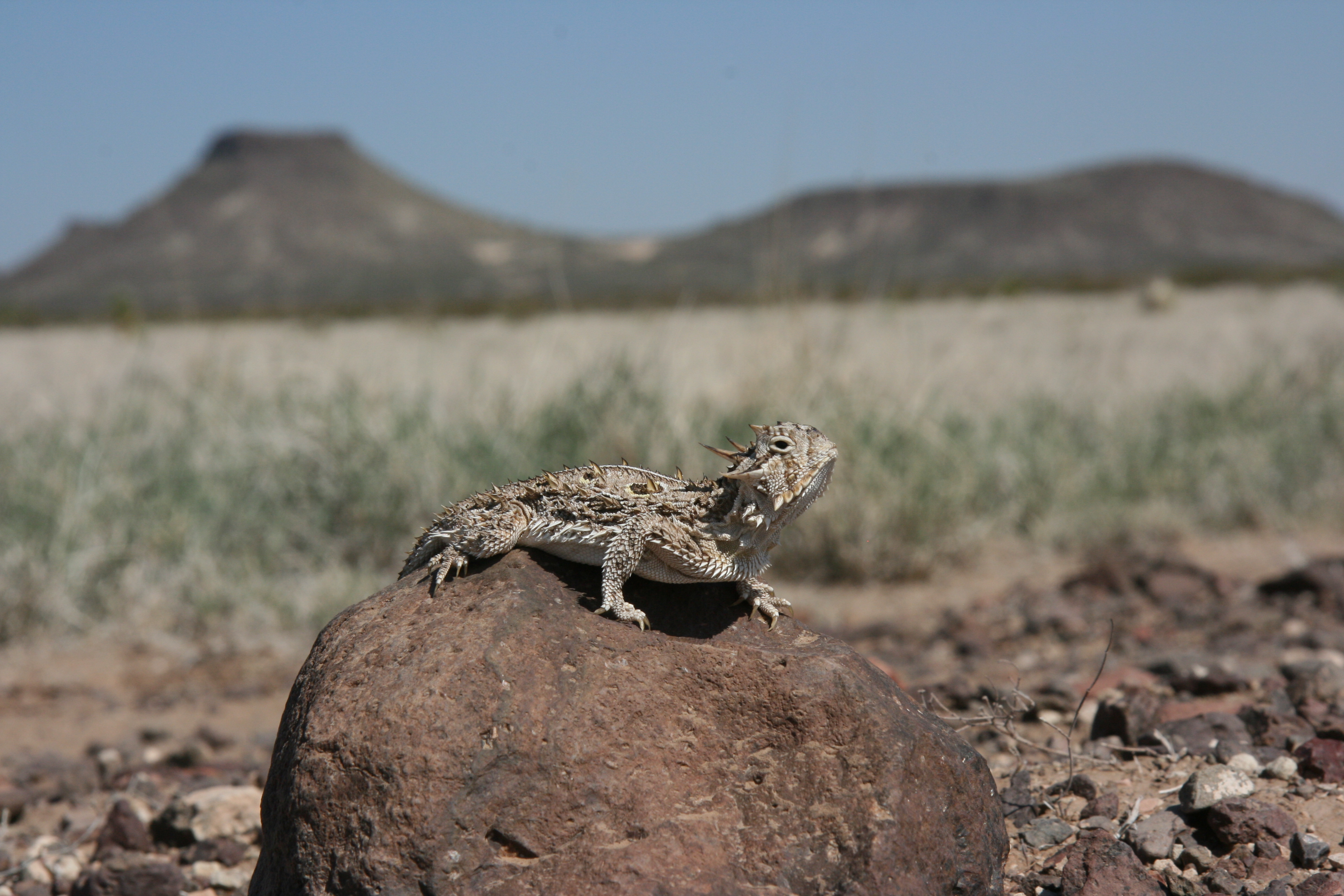 Herps of Texas3888 x 2592