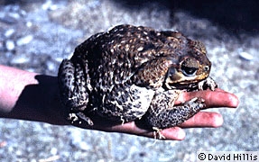 Bufo marinus