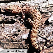Hemidactylus turcicus