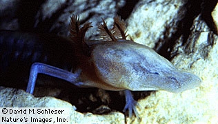 close-up of Eurycea rathbuni